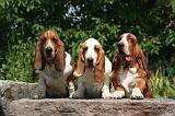 BASSET HOUND 143